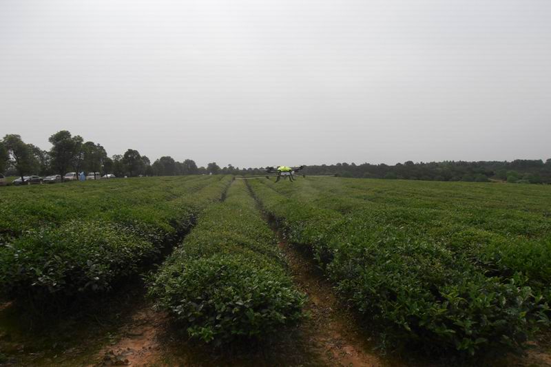 皖垦茶业无人机助阵茶园植保