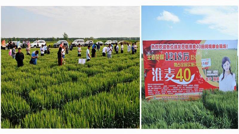 5月2日,皖垦种业凤阳分公司举办小麦新品种—淮麦40种子观摩会,来自