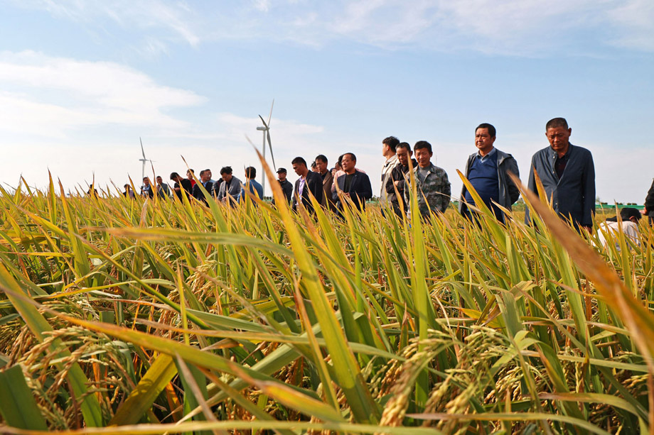 高产水稻观摩 助力粮食增收