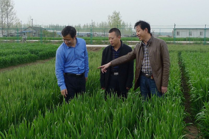 4月11日上午,江苏省淮安市农科院赵桂东副院长来寿西湖农场交流小麦